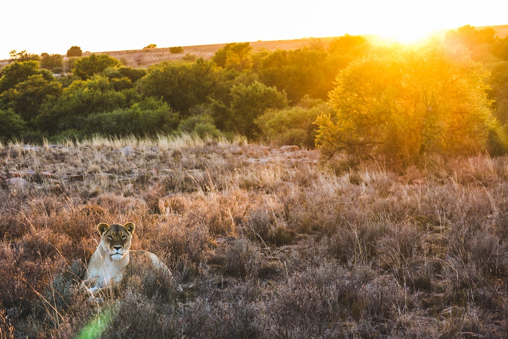 Mountain Zebra National Park
